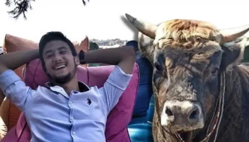 Aydın’da Güreş Boğası İfrit, Mülkü İçin Gözyaşlarına Boğdu