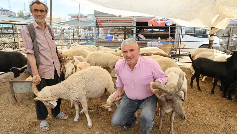 Kurban Pazarının Gözdesi: Dört Boynuzlu Koçların Büyüleyici Hikayesi