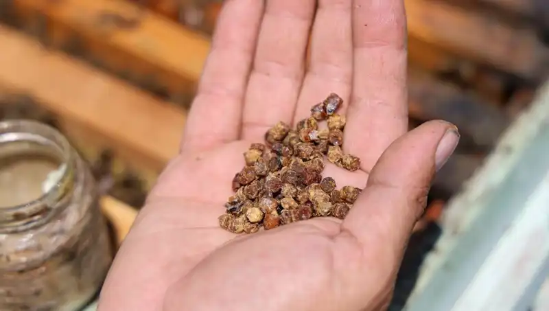 Eskiden Çöpe Atılan Besin Şimdi 3 Bin TL’den Satılıyor: Proteinin Yeni Kaynağı