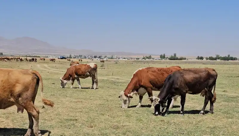 Arin Gölü Kurudu: Bölgede Büyük Su Krizi Kapıda!