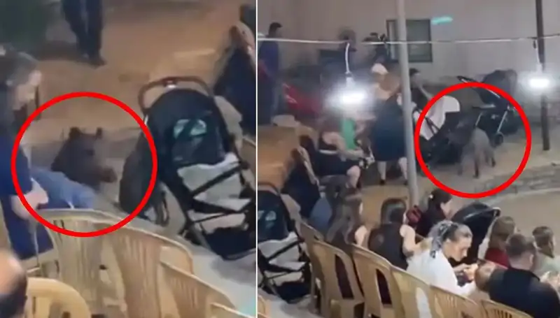 Düğün Töreninde Yaban Domuzu Dalgası: Hem Eğlenceli Hem Korkutucu Anlar!