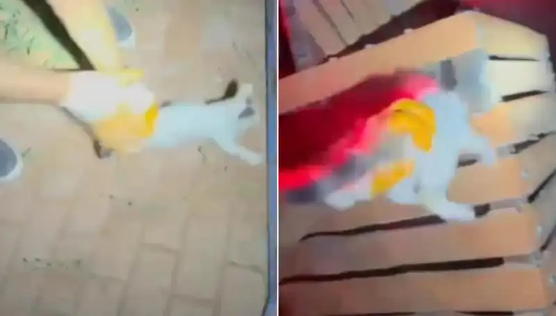 Gece Yarısı İtfaiyesi Kediyi Kurtararak Göz Yaşlarına Sebep Oldu