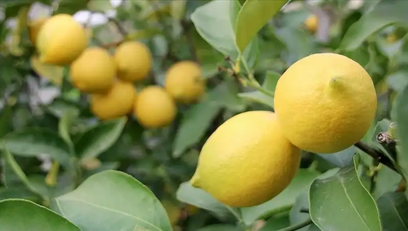 Limon Fiyatları Yükseldi: Sokak Pazarında Adedi 24 Lira!