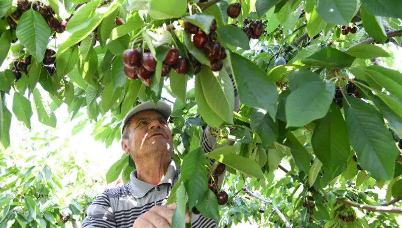 Lapseki Devi: Çay Bardağını Aşan Devasa Eşek Arısı