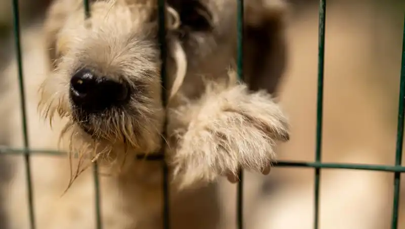 İş Stresi, Sevimli Dostlarımızı da Etkiliyor: Köpeklerdeki Olumsuz Etkiler