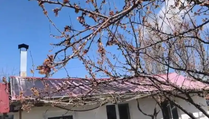 Dondurucu Soğuk Kayısı Hasadını Tehdit Ediyor: Çiftçiler Endişeli
