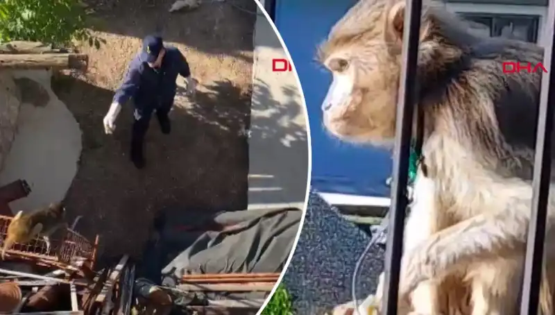 Muğla'da Maymun Kovalamacası: Mahalle Sakinleri Eğlencelik Peşine Düştü!