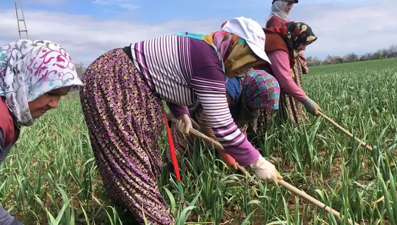 Dünyada Beyaz Altın Olarak Tanınan Ürün: Çapalama Dönemi Başladı