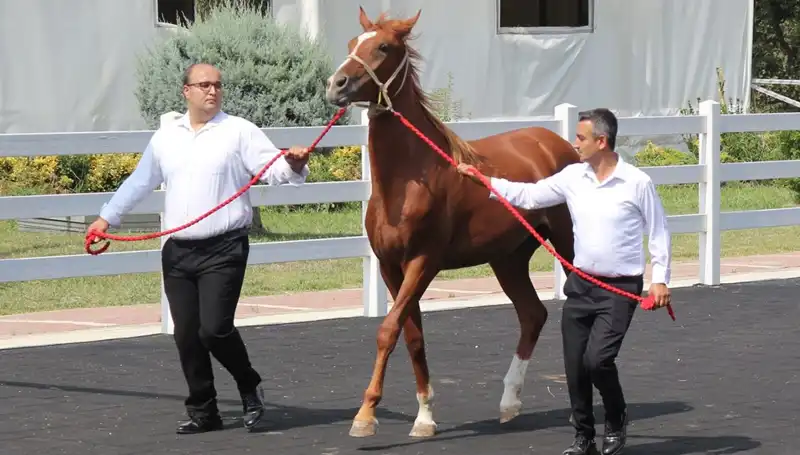 Taşkın Kral: Su Altı Dünya Rekoru ile Tarihe Geçti!
