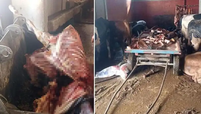 Adana'da 2,5 Ton At Eti Skandalı: Dört At Son Anda Kurtarıldı!