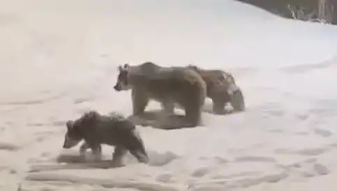 Anne ve Yavru Ayıların Yiyecek Peşinde Olduğu Eşsiz Anlar