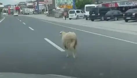 Yalova'da Kaçan Kurbanlıklar Kentte Kaos Yarattı