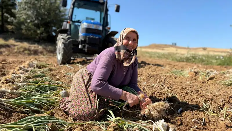 Dünyada Eşine Az Rastlanan Selenyum Zengini Tarım Ürünü: Tarladan Yüksek Fiyata Satış!