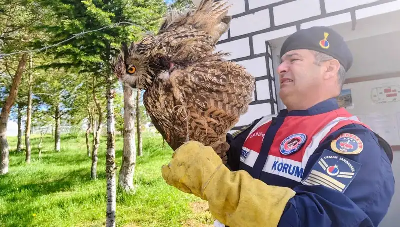 Dikenli Tellere Takılan Puhu, Hayatına Dokunan Kurtarma Operasyonu ile Tedavi Altına Alındı