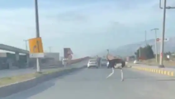 Hatay'da Traffiğe Çıkan Deve Kuşu Kazalara Sebep Oldu