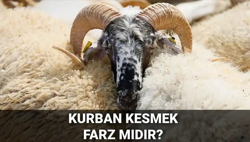 Kurban Kesimi: Farz mı, Sadece Sünnet mi? Diyanet Ne Diyor?
