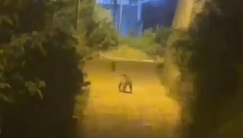 Gümüşhane Şehir Merkezinde Ayı Görüntülendi: Vatandaşlar Şaşkın!