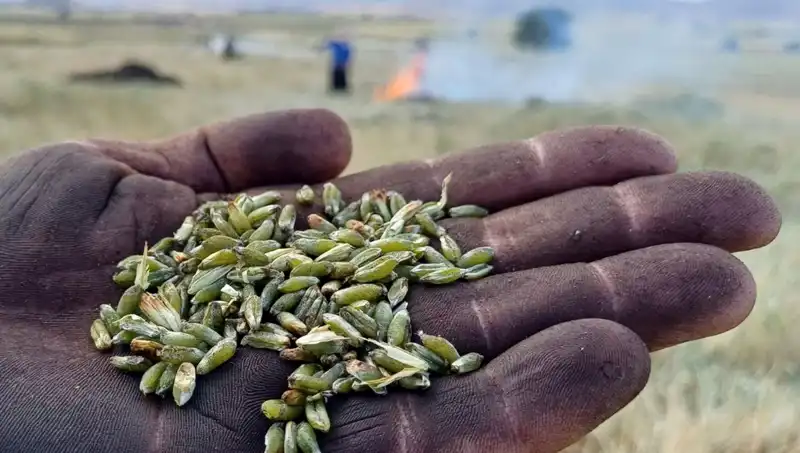 Firik Sezonu Geldi: Eşsiz Lezzeti ile Sofraları Şenlendiriyor!