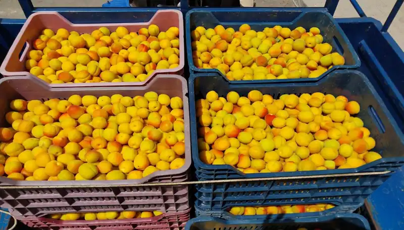 İlk Hasat Heyecanı: Yeni Ürün 500 TL'den Satışa Çıktı!